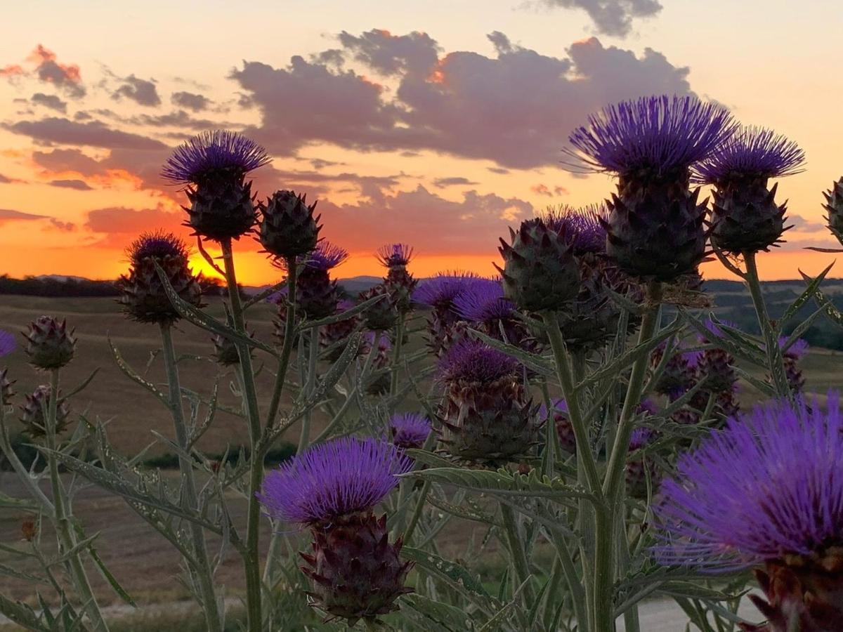 Wine Resort Colsereno Montalcino Bagian luar foto